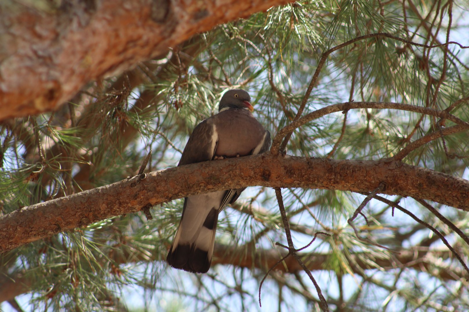 European Wood-Pigeon