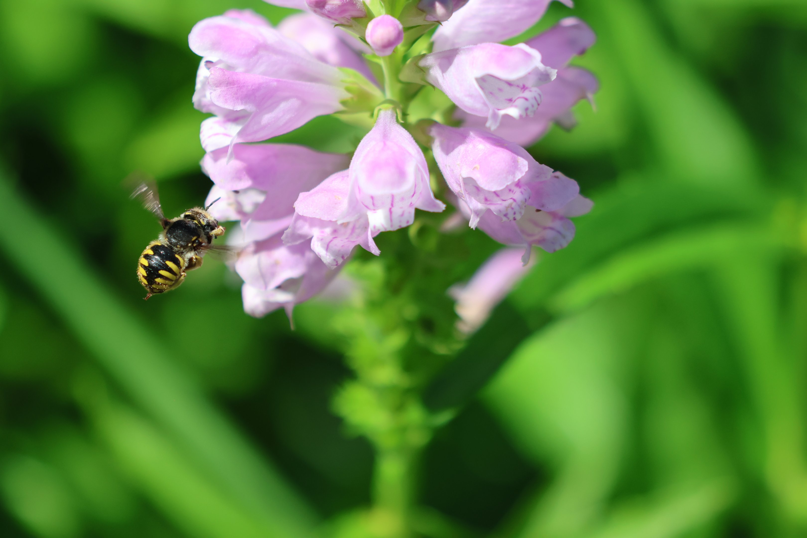 European Wool Carder Bee (Anthidium manicatum), Albert Park (Auckland)
