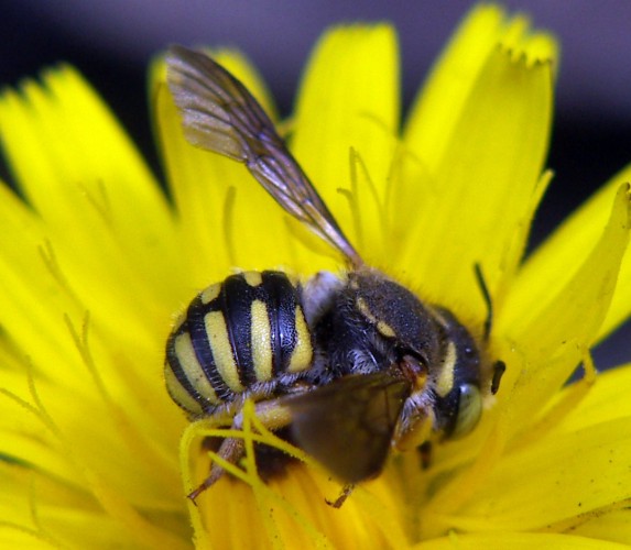 European Wool Carder Bee (Anthidium manicatum)