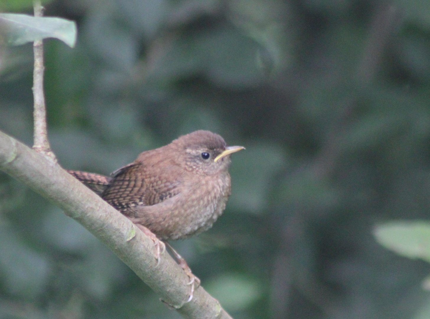 European wren - juvenile
