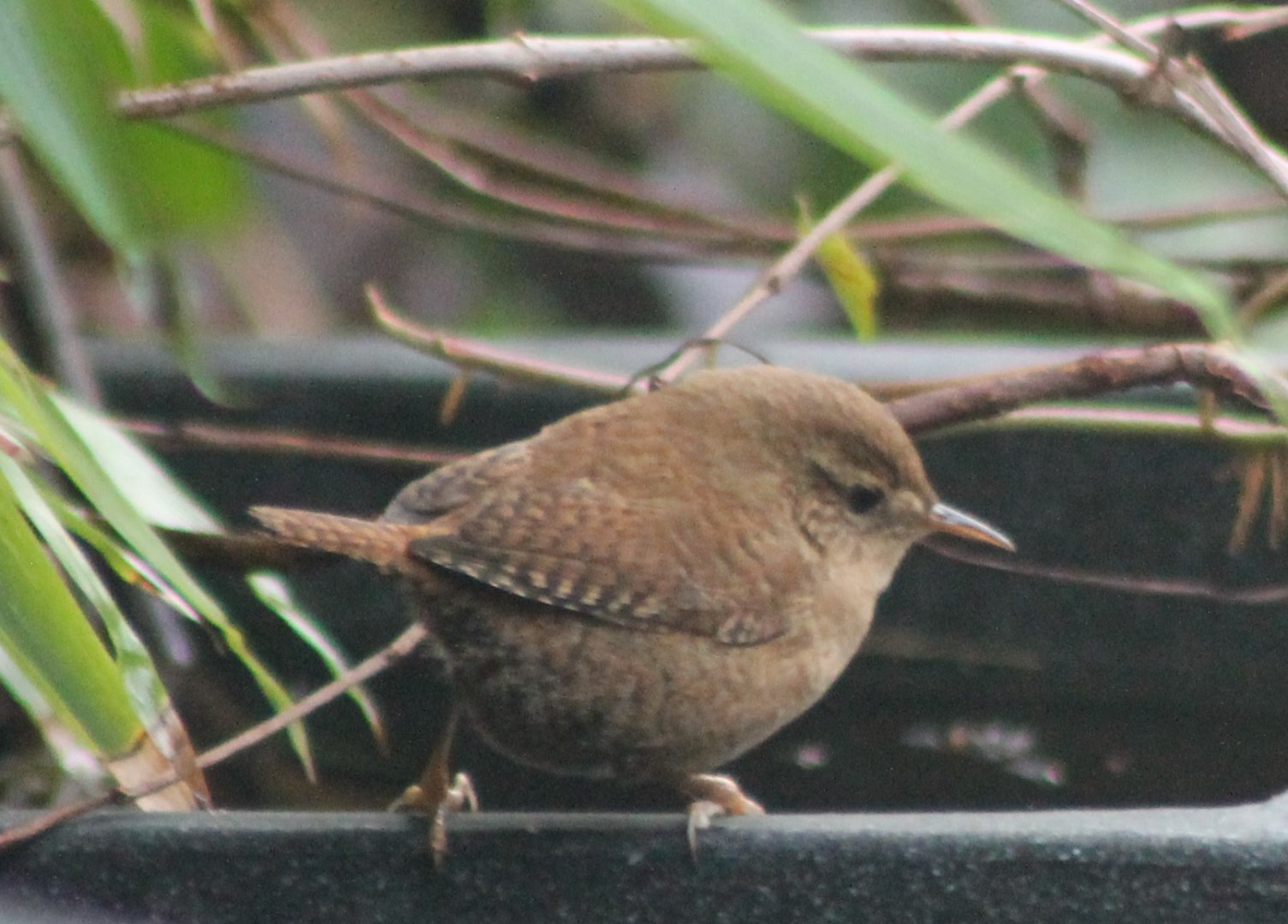 European Wren