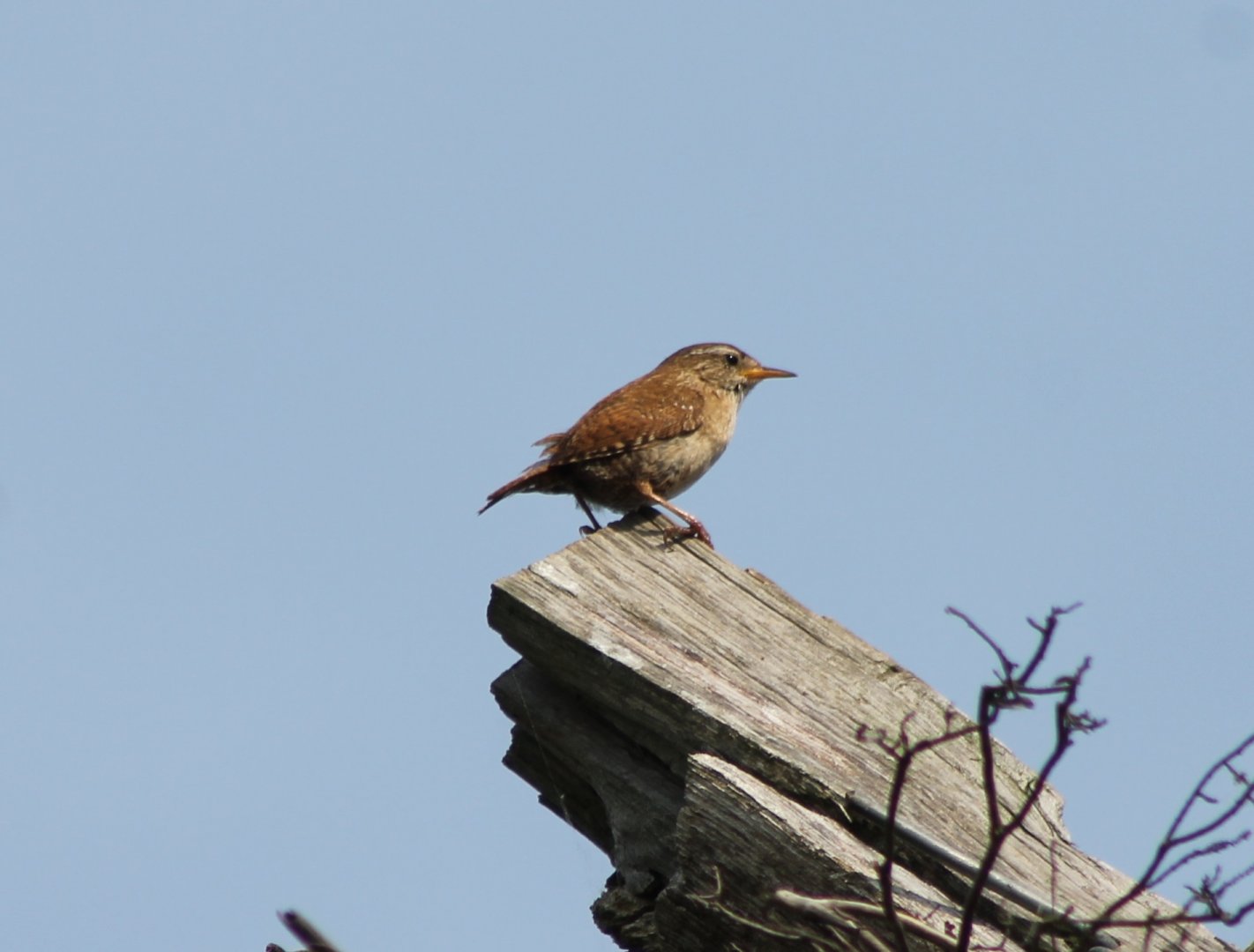 European wren