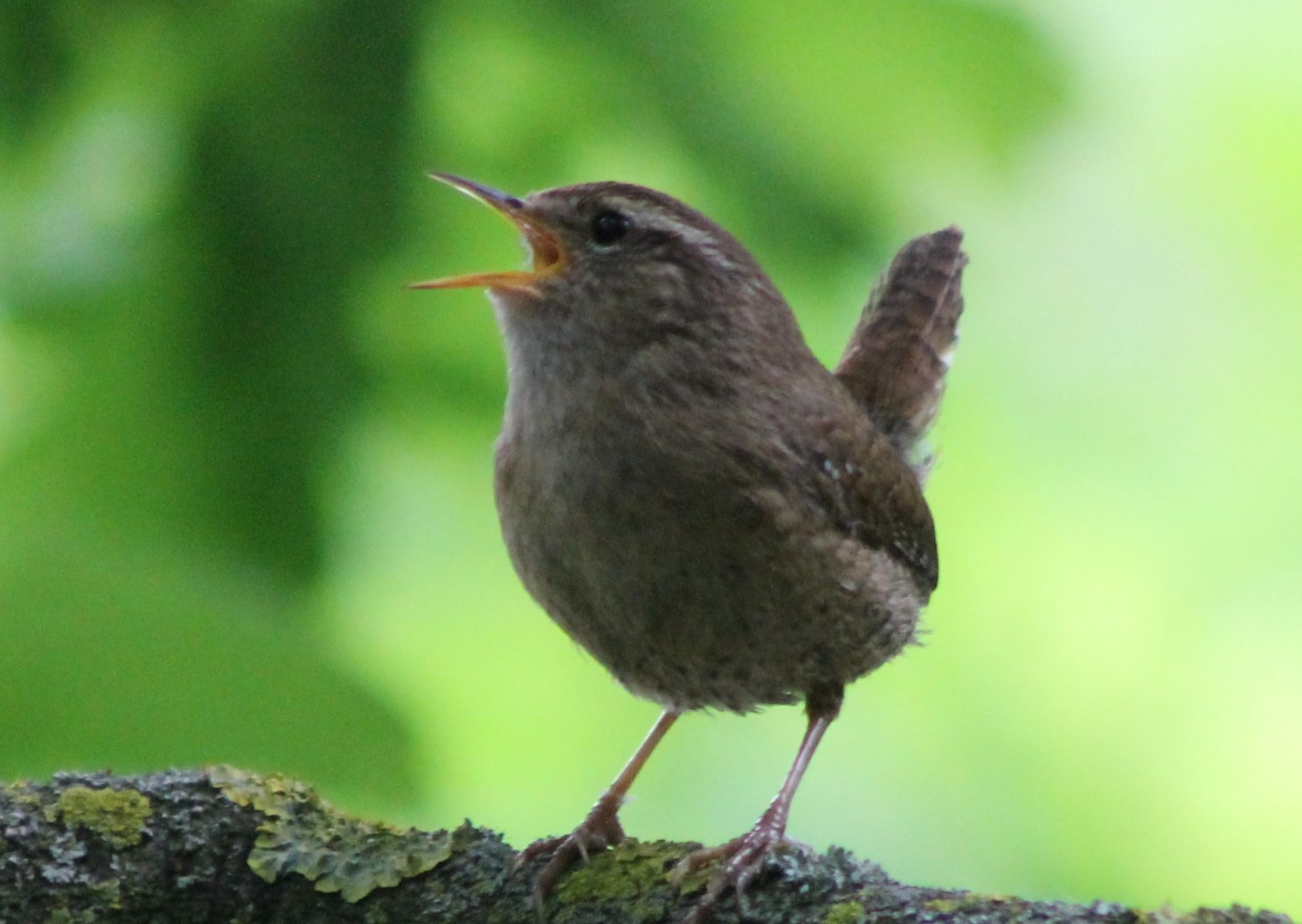 European wren