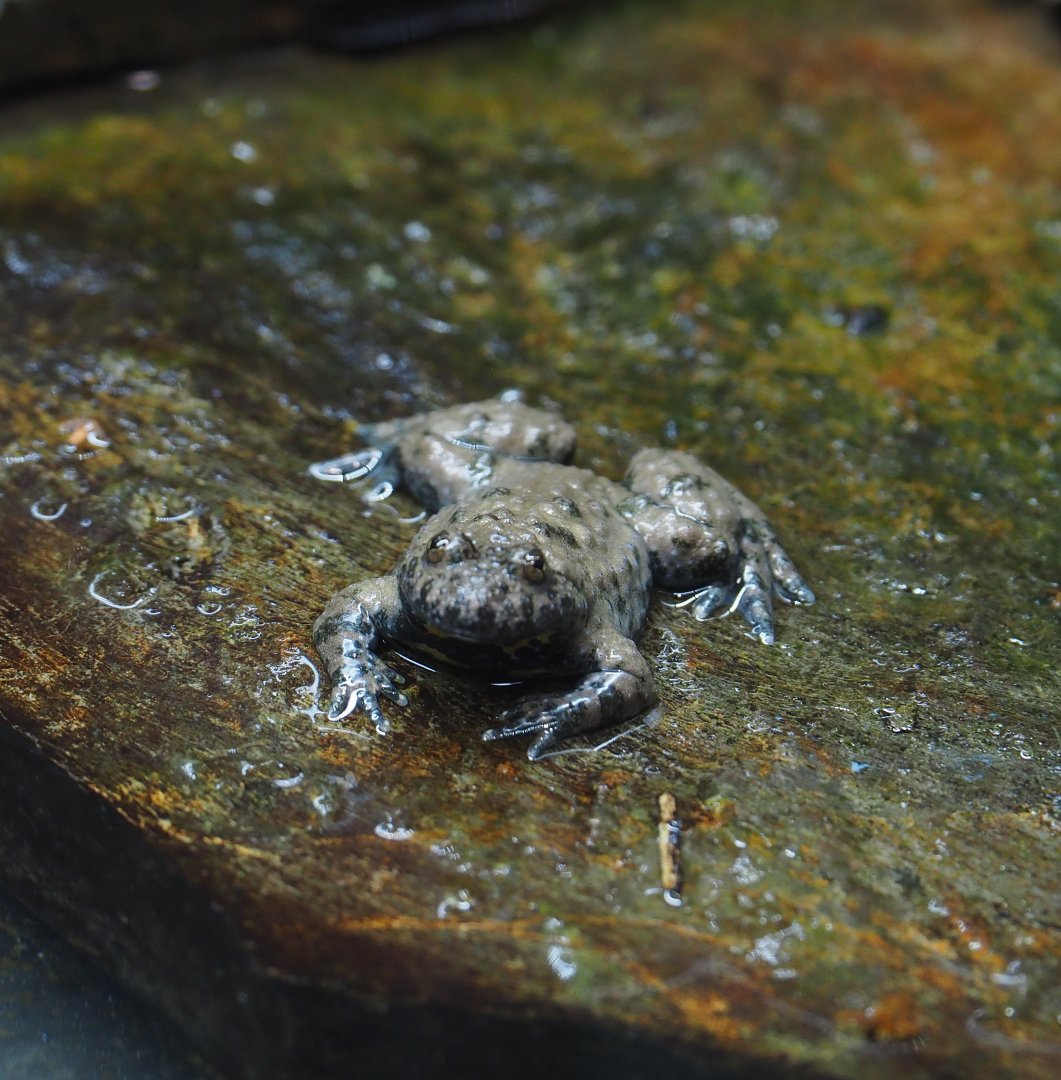 European yellow-bellied toad (Bombina variegata), 2019-10-05