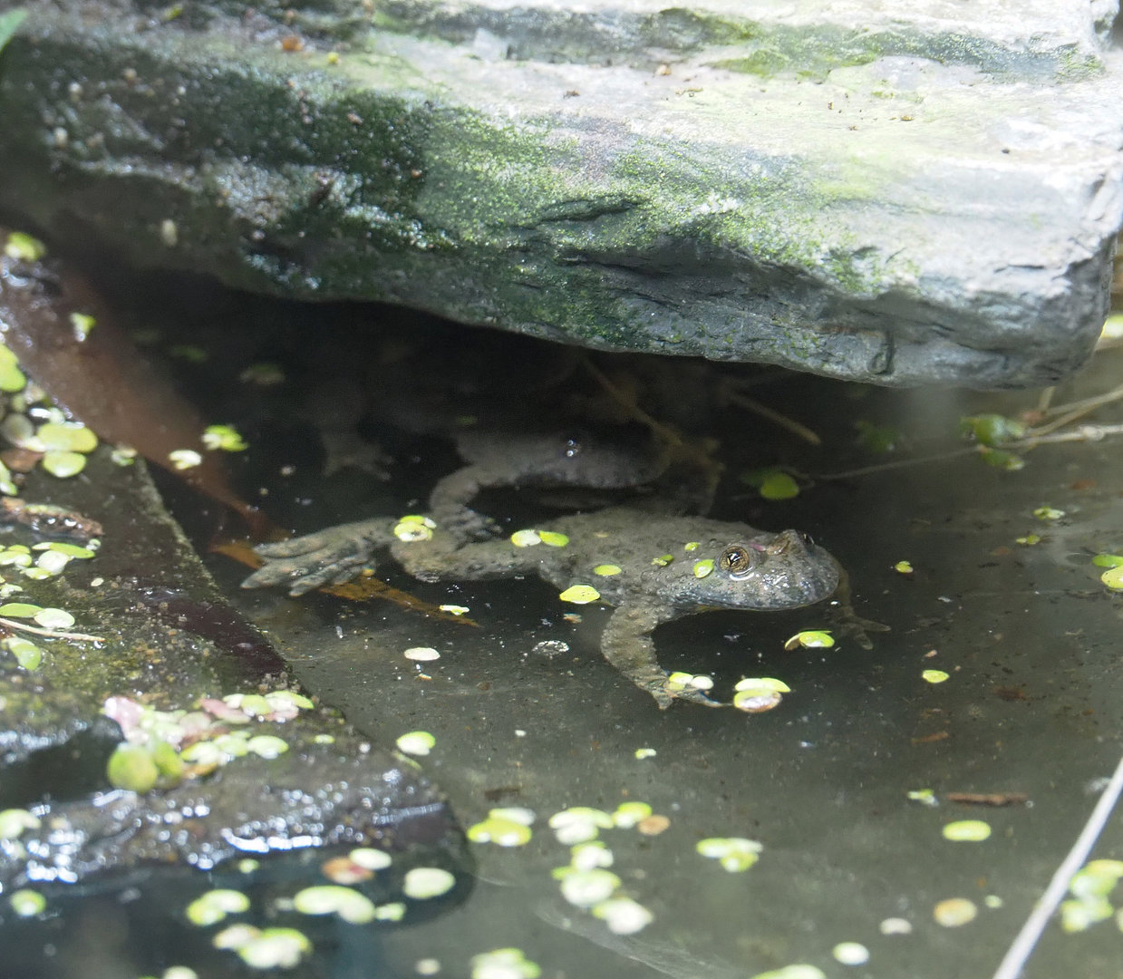 European yellow-bellied toad) (Bombina variegata), 2022-09-15