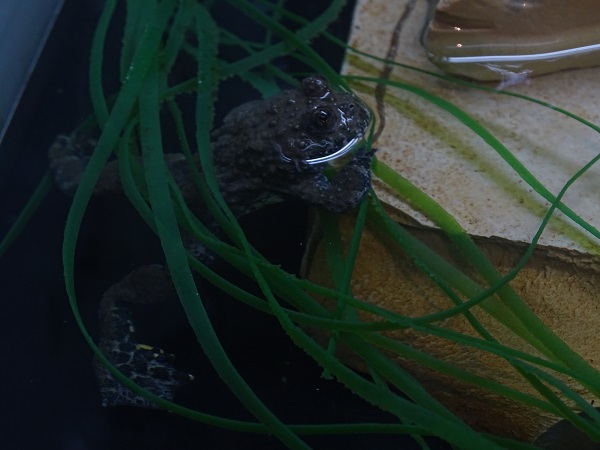 European yellow-bellied toad (Bombina variegata)