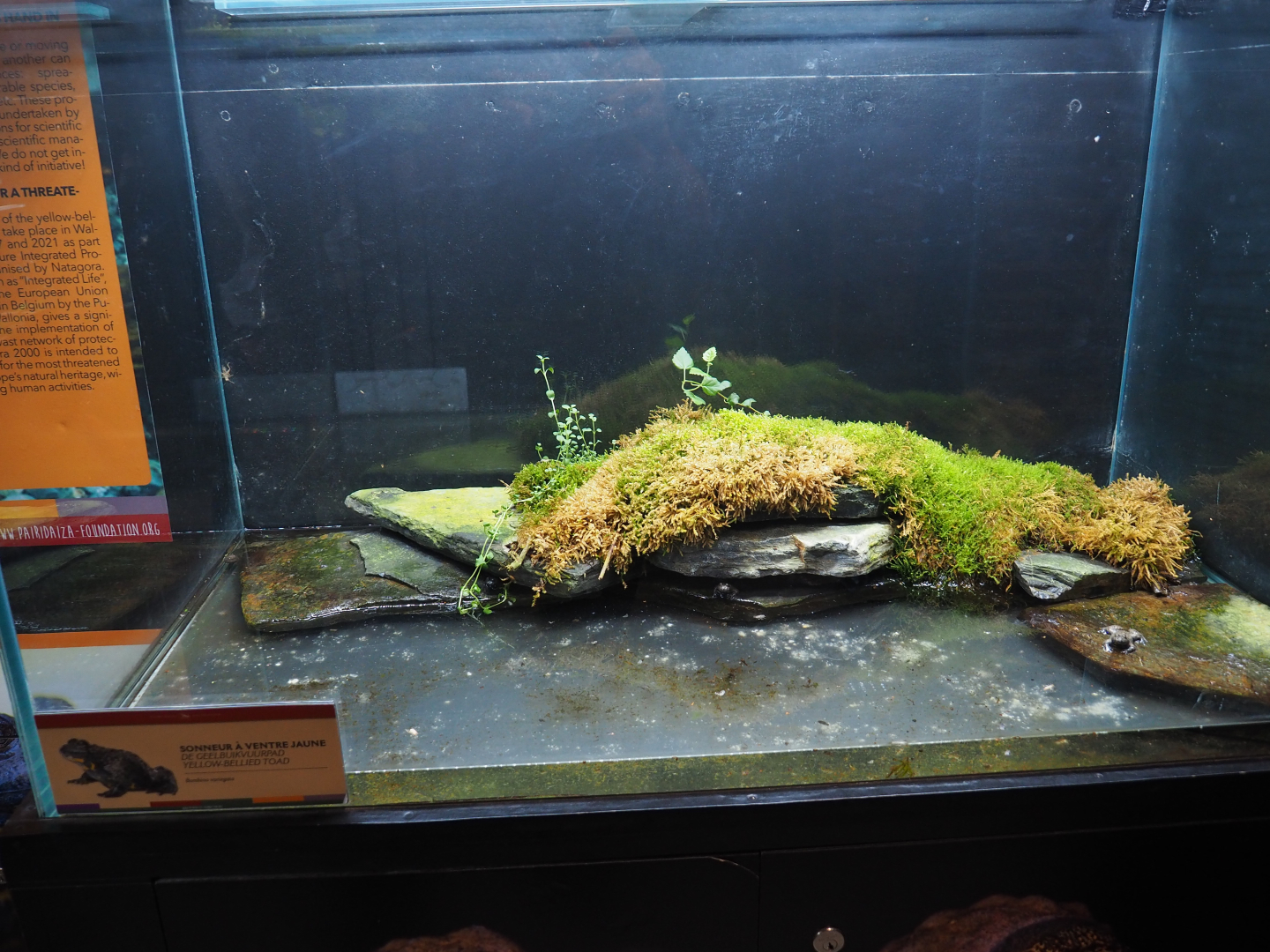 European yellow-bellied toad terrarium, 2019-10-05