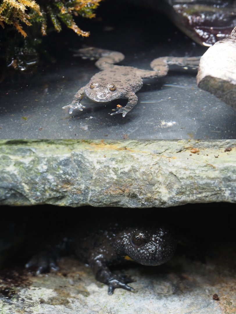 European yellow-bellied toads (Bombina variegata), 2020-09-03