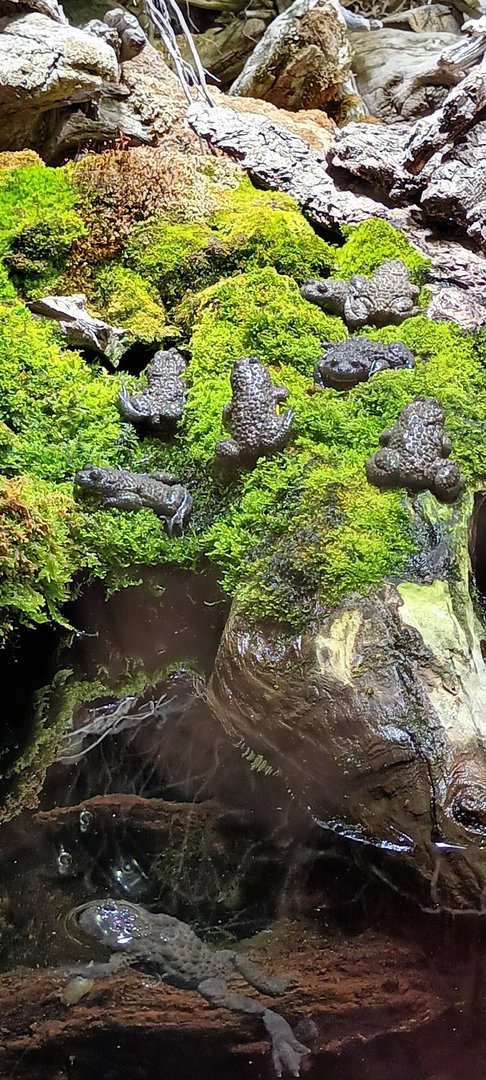 European yellowbellied Toads