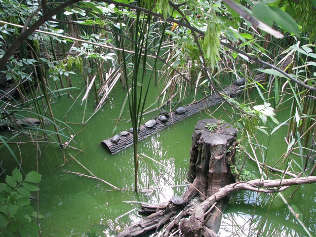 European_pond_turtle