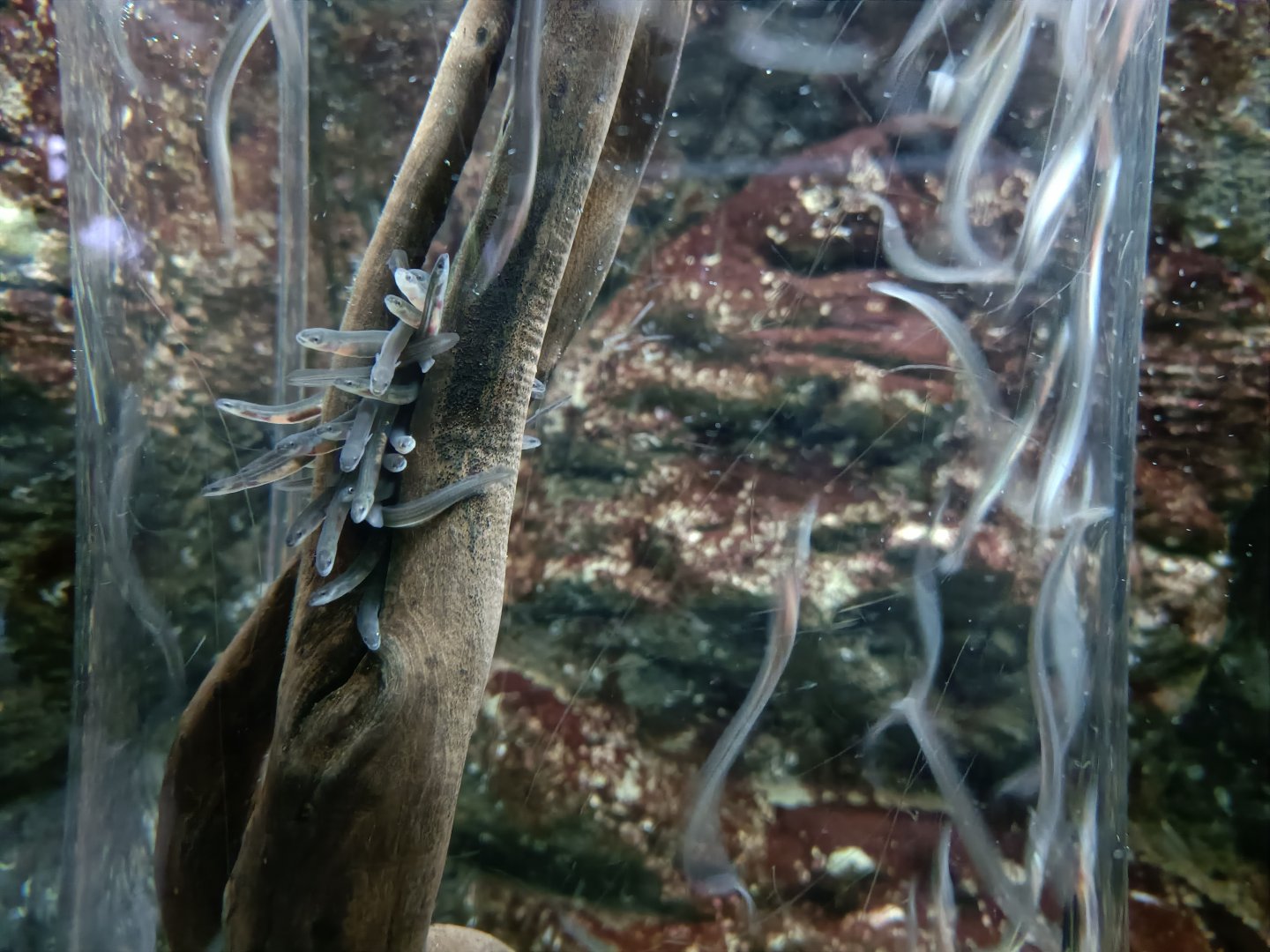 Europena eel - Bioparc Acuario de Gijón