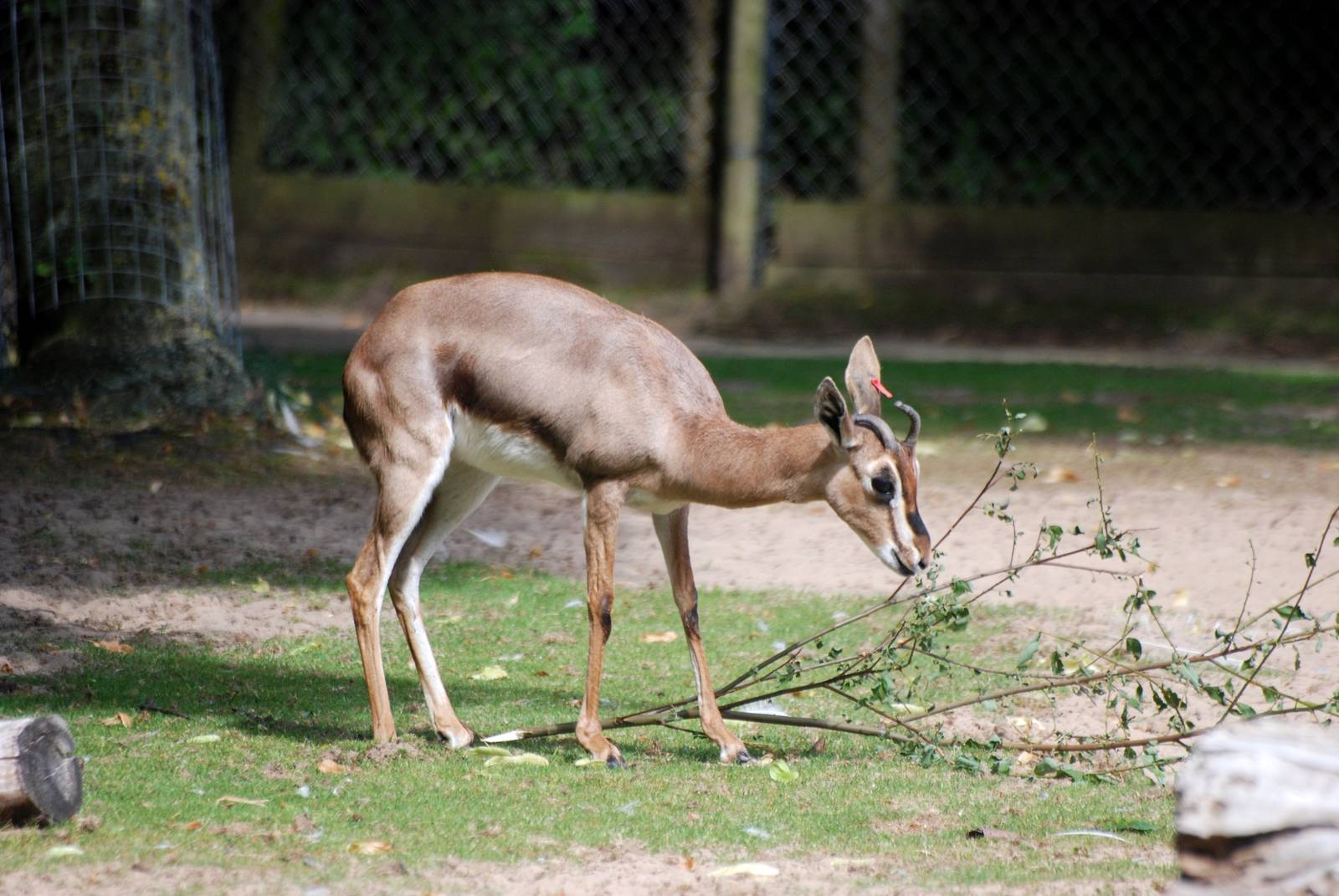 Europe's Last Arabian (Mountain) Gazelle at Blackpool, 25/07/15