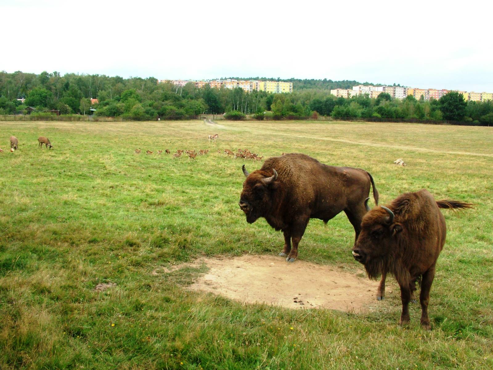 Eurosafari at Chomutov, 30/08/12