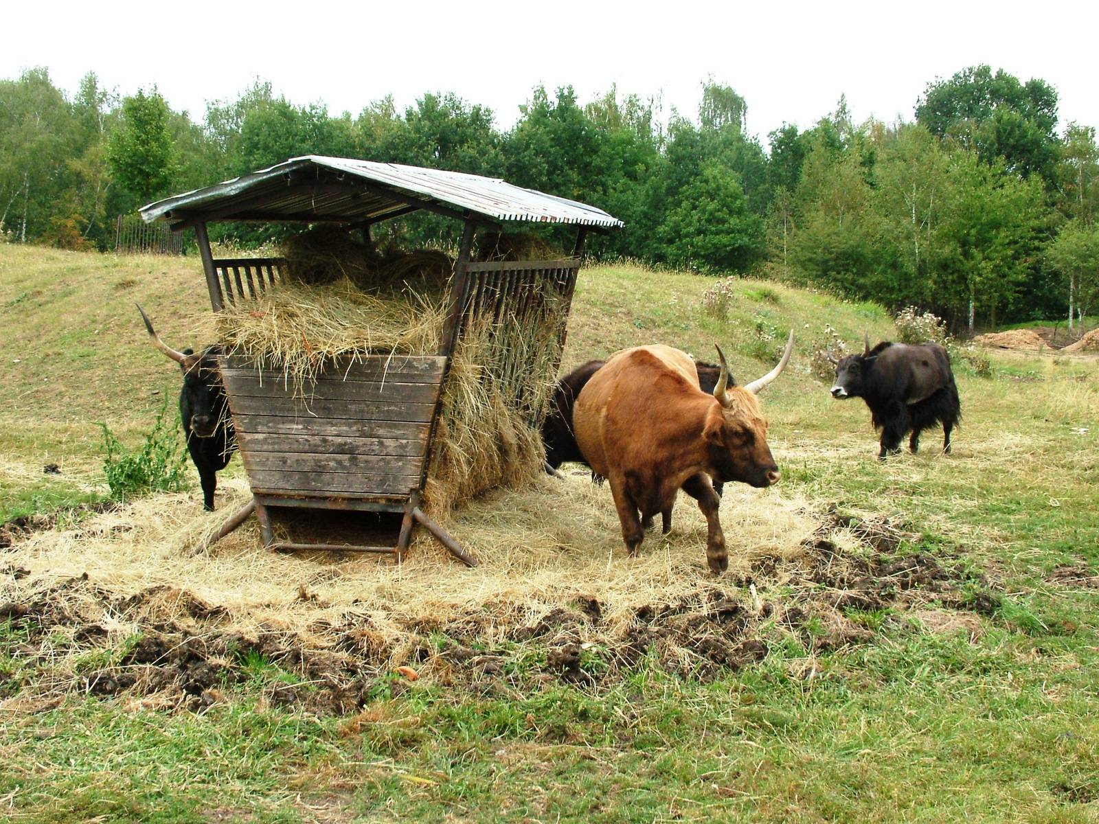Eurosafari at Chomutov, 30/08/12
