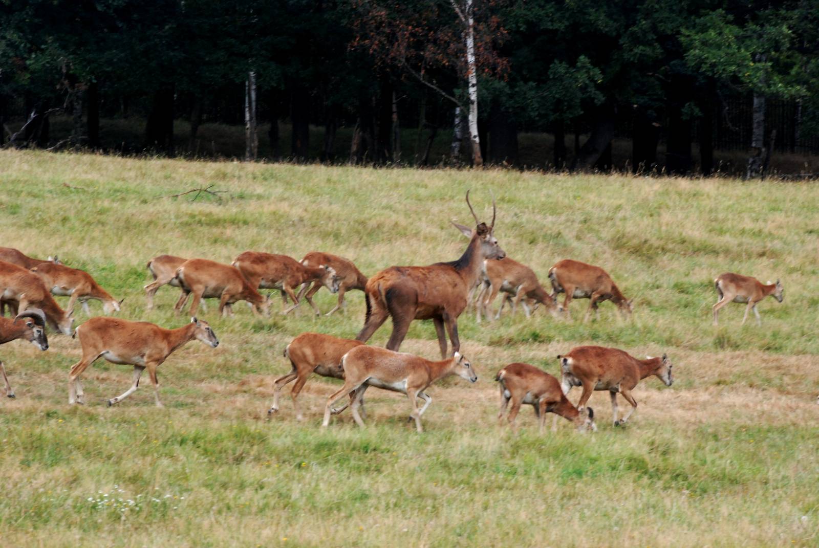 Eurosafari Stampede at Chomutov, 30/08/12