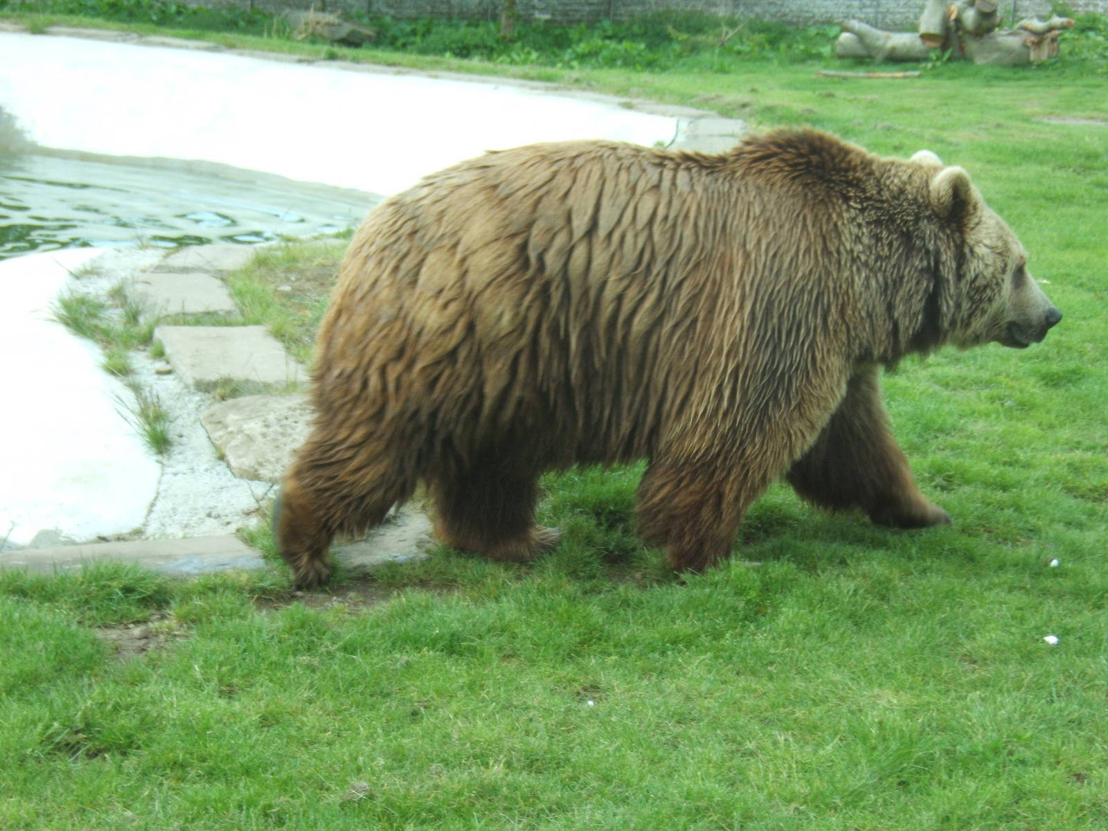 Eurpoean Brown Bear at Camperdown Wildlife Park