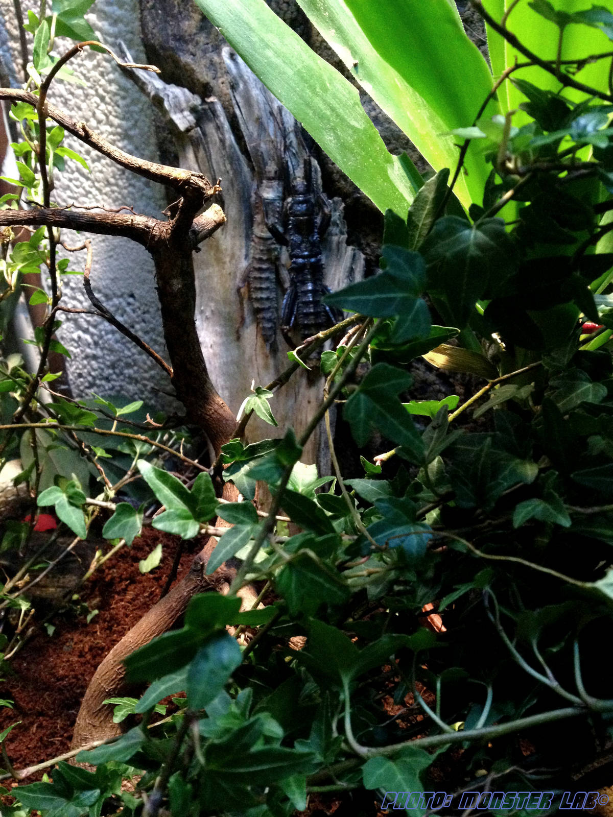 Eurycantha Calcarata