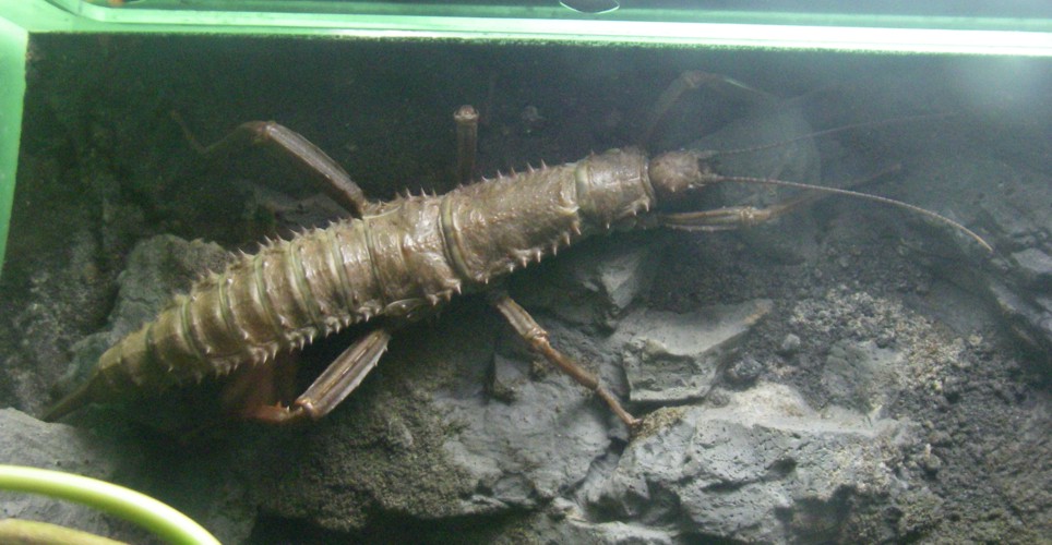 Eurycantha calcarata