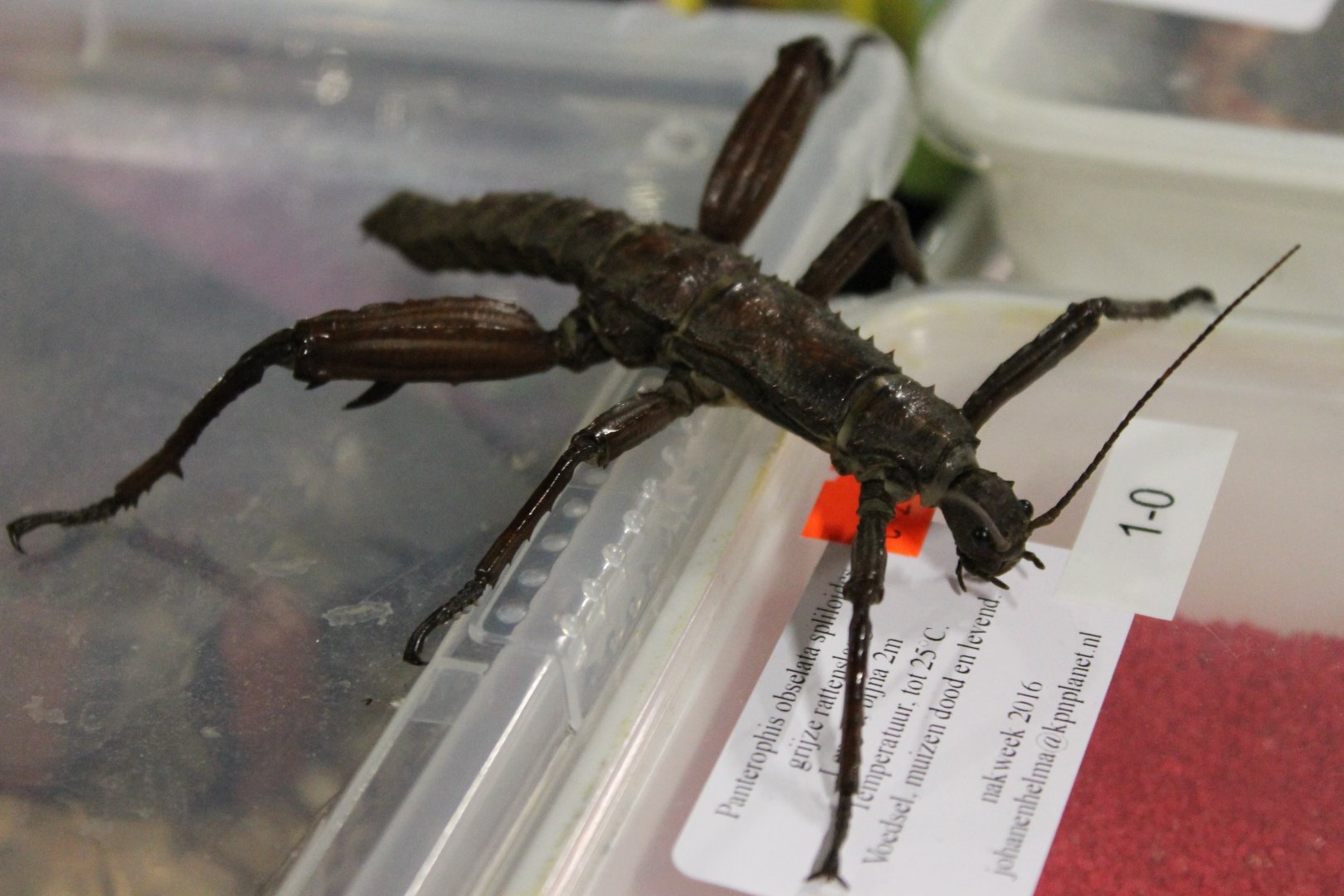 Eurycantha calcarata