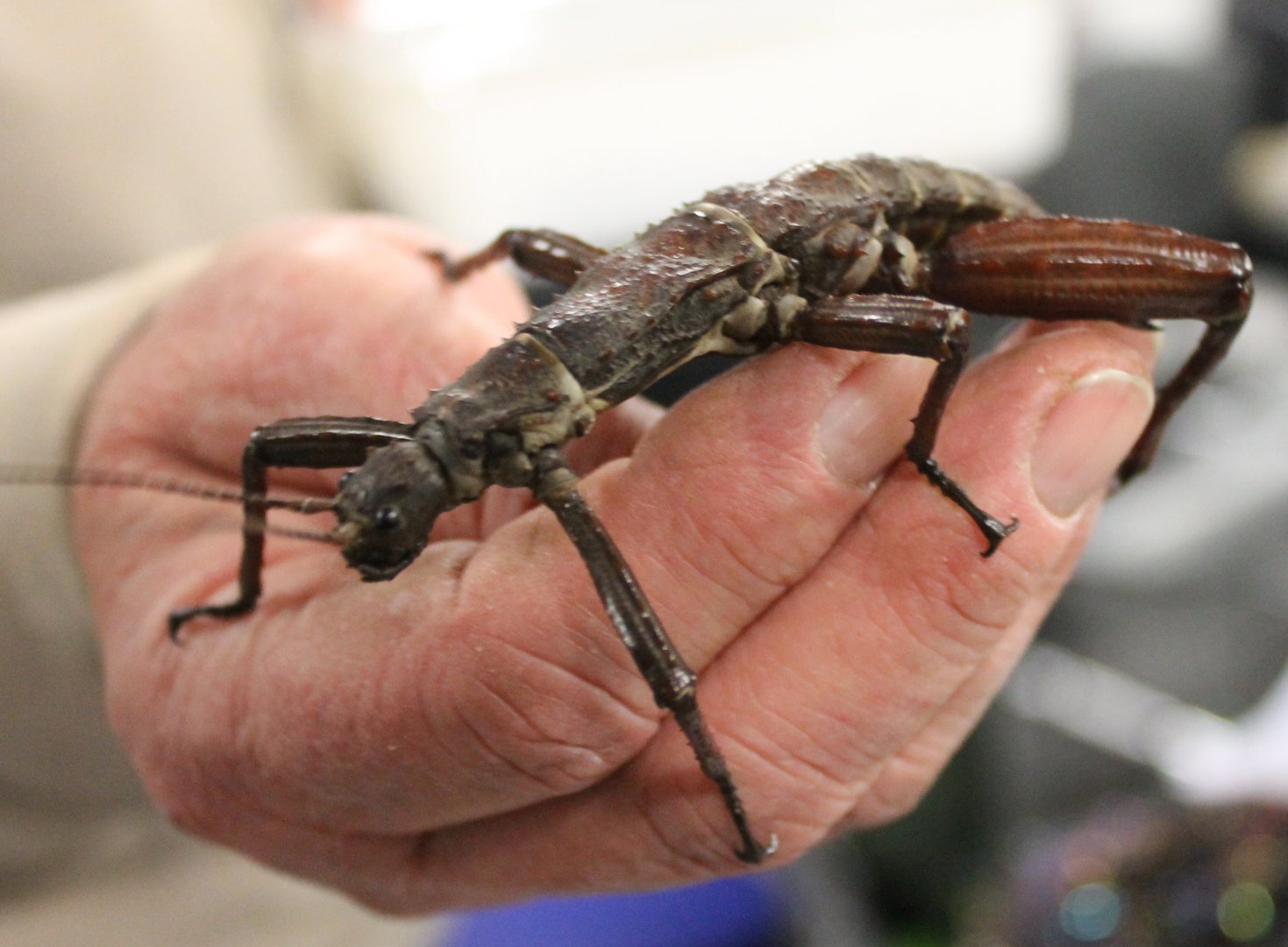 Eurycantha calcarata