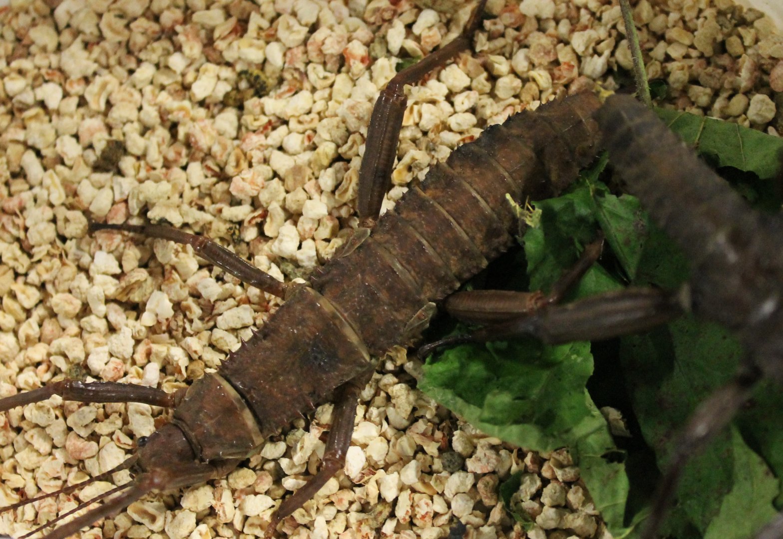 Eurycantha calcarata