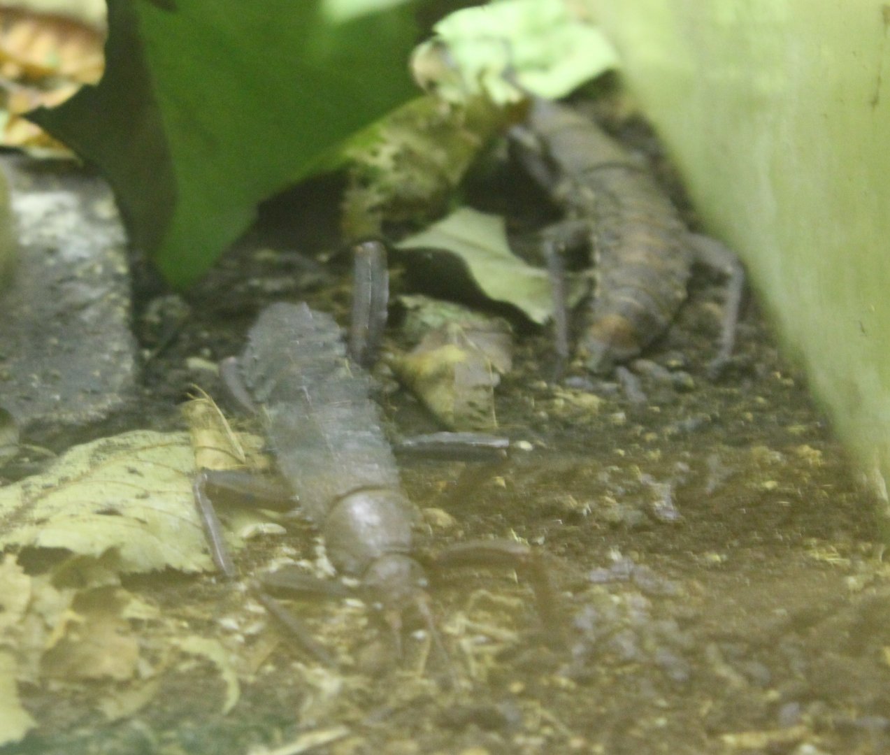 Eurycantha calcarata