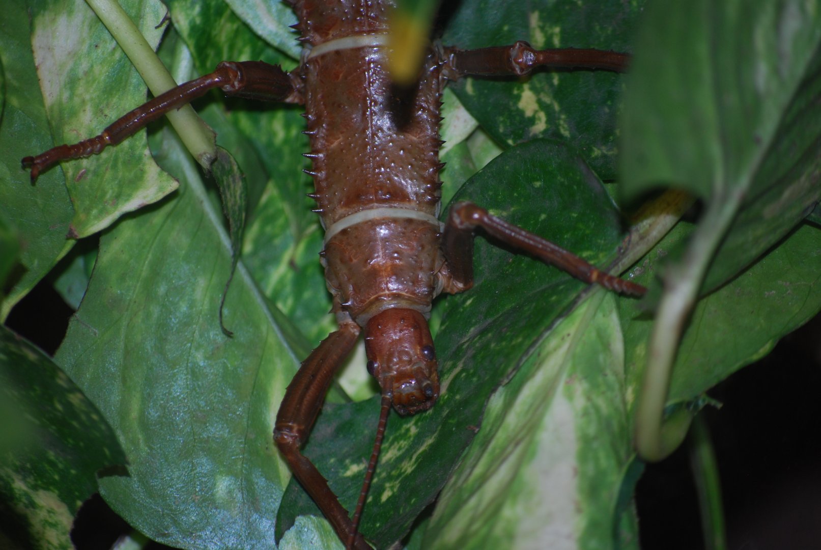 Eurycantha calcarata