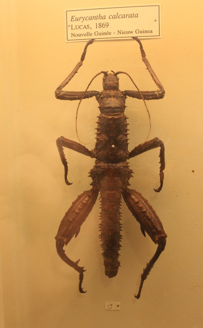 Eurycantha calcarata