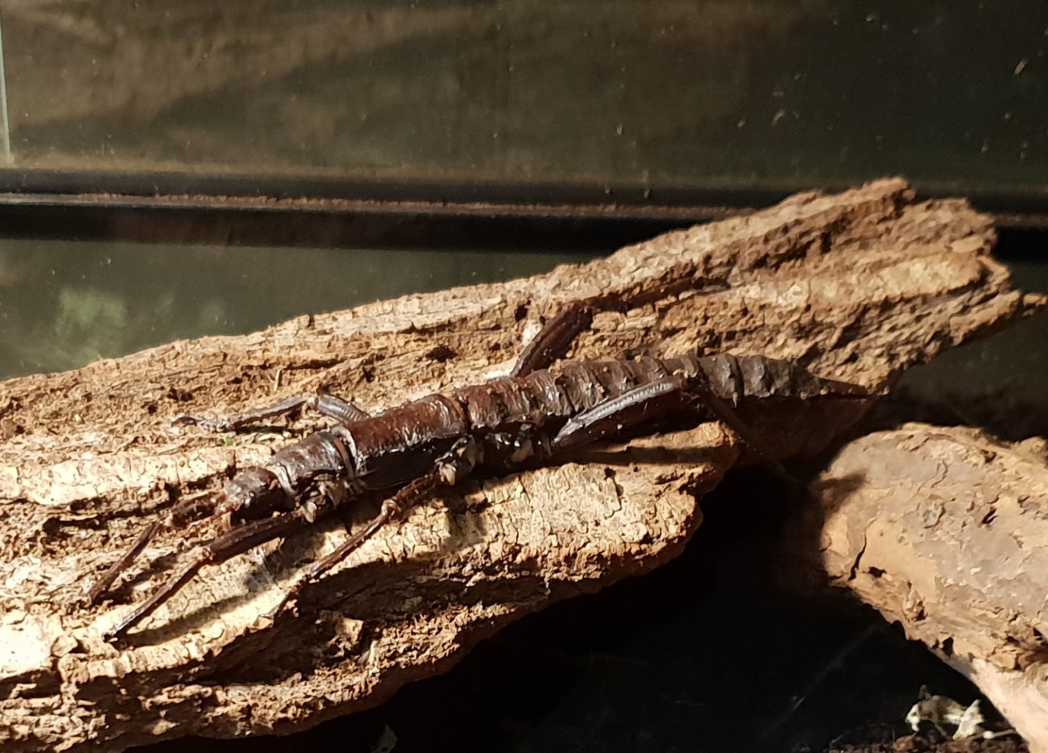 Eurycantha calcarata