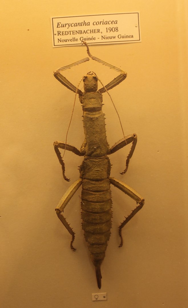 Eurycantha coriacea