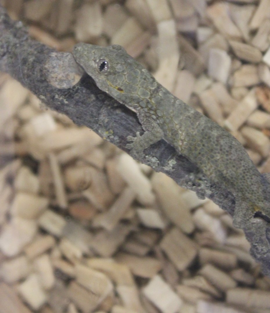 Eurydactylodes occidentalis