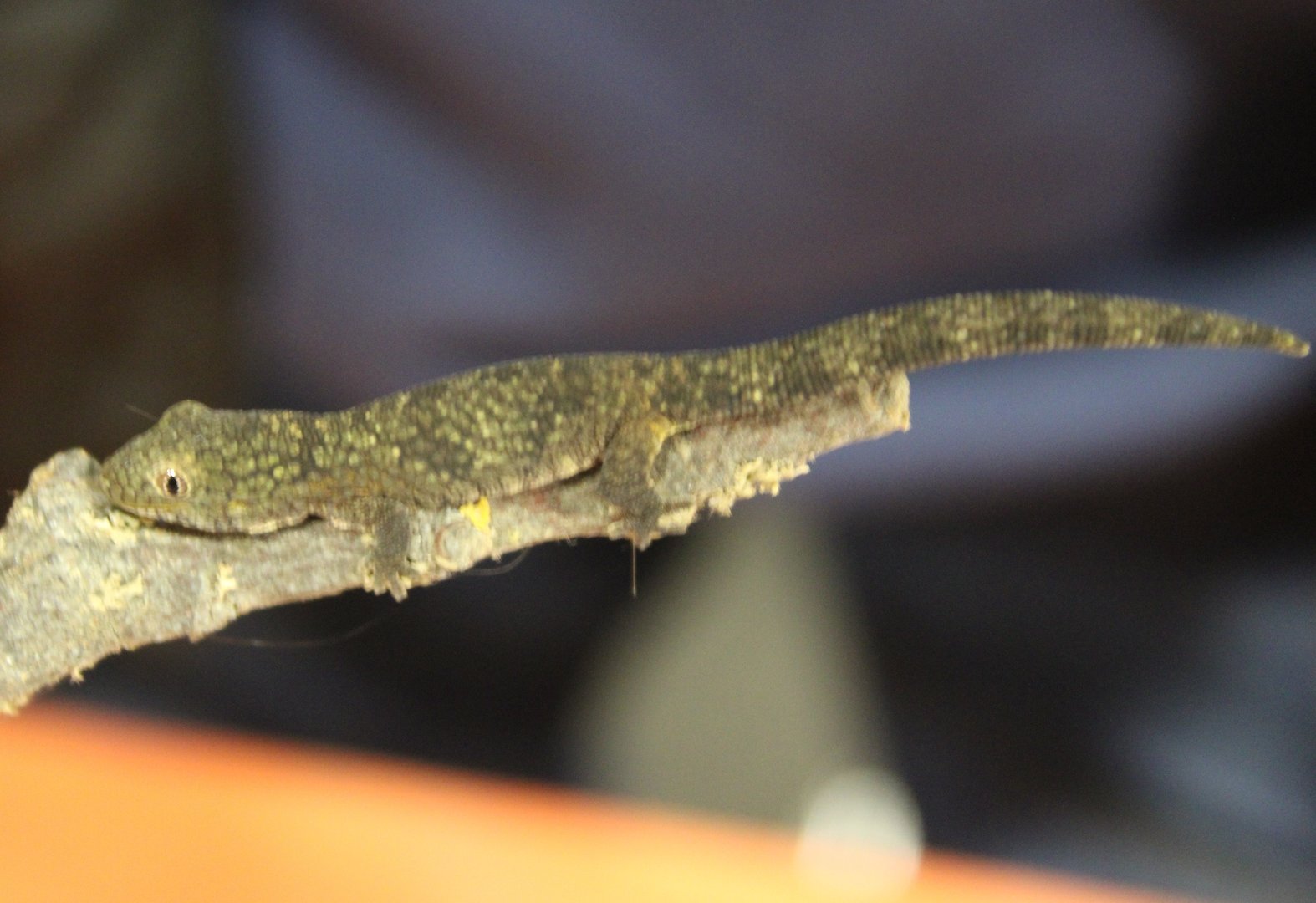 Eurydactylodes symmetricus