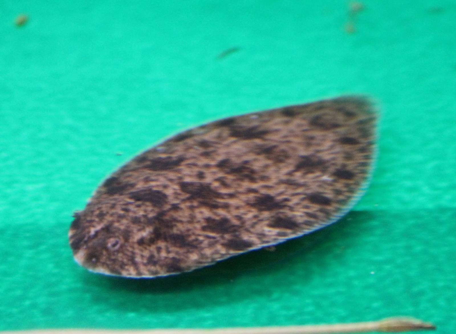 Euryglossa ( Brachirus ) harmandi