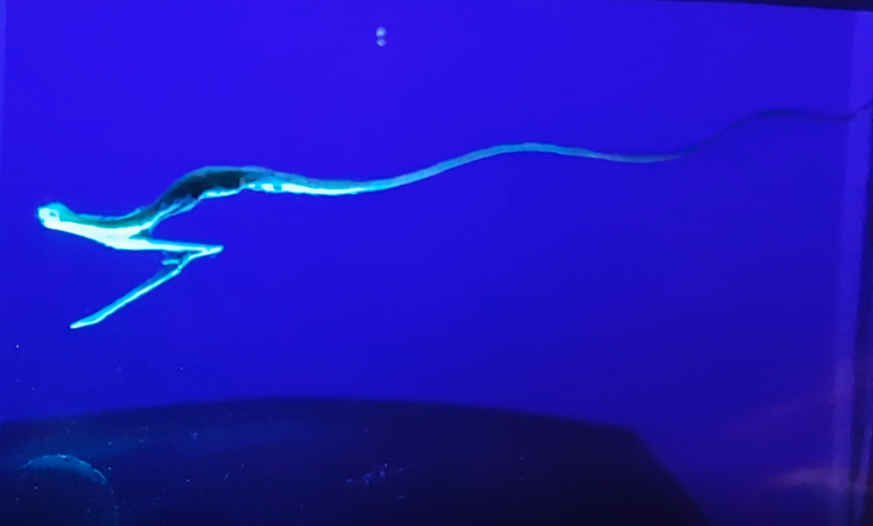 Eurypharynx pelecanoides