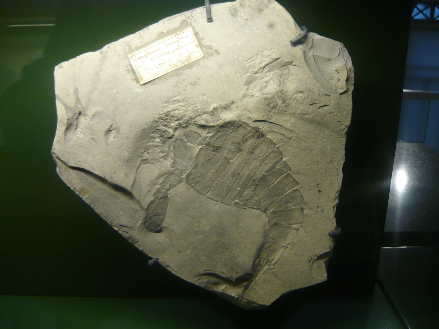 Eurypterus lacustris