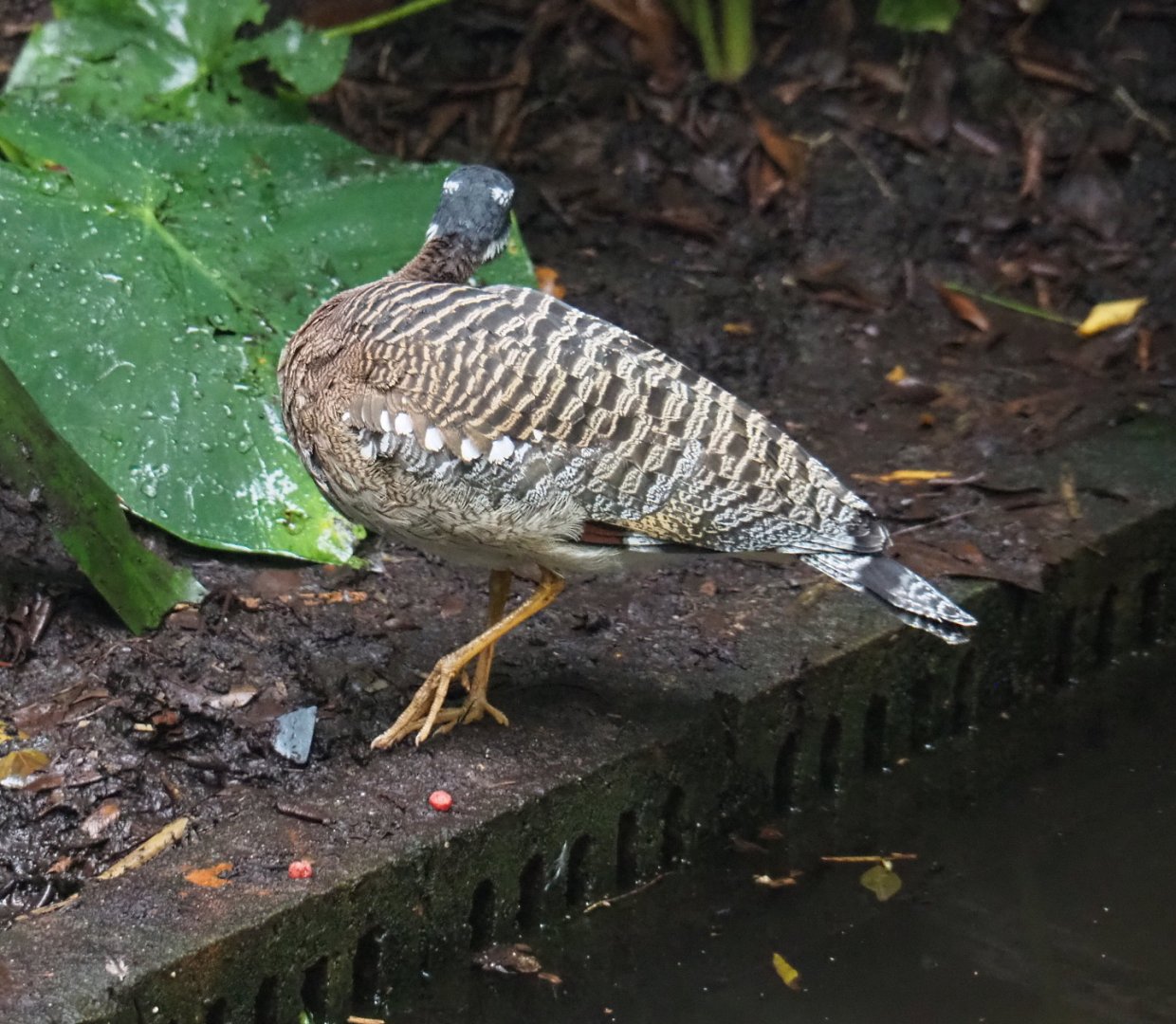 (Eurypyga helias), 2021-09-03