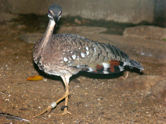 Eurypyga helias / Sunbittern