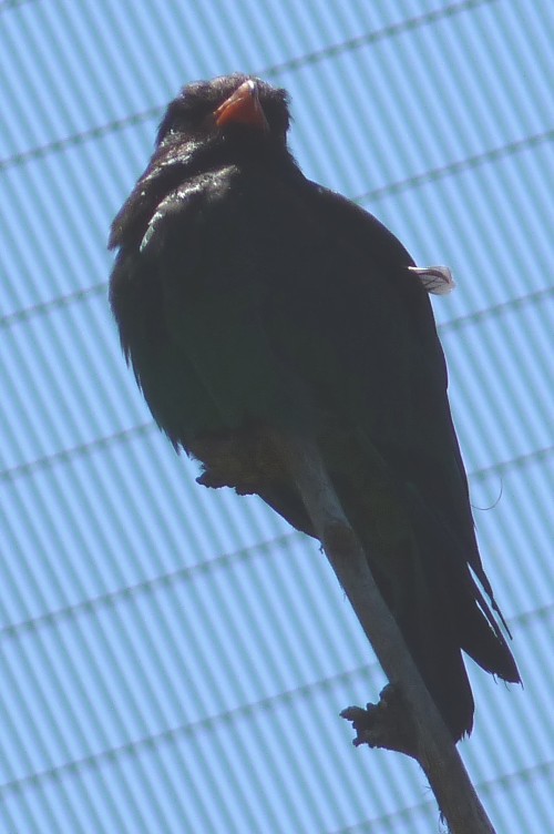 Eurystomus orientalis