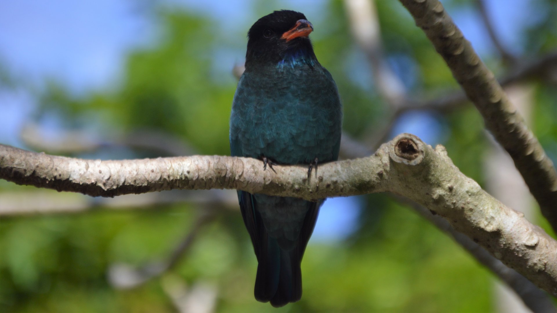 Eurystomus orientalis