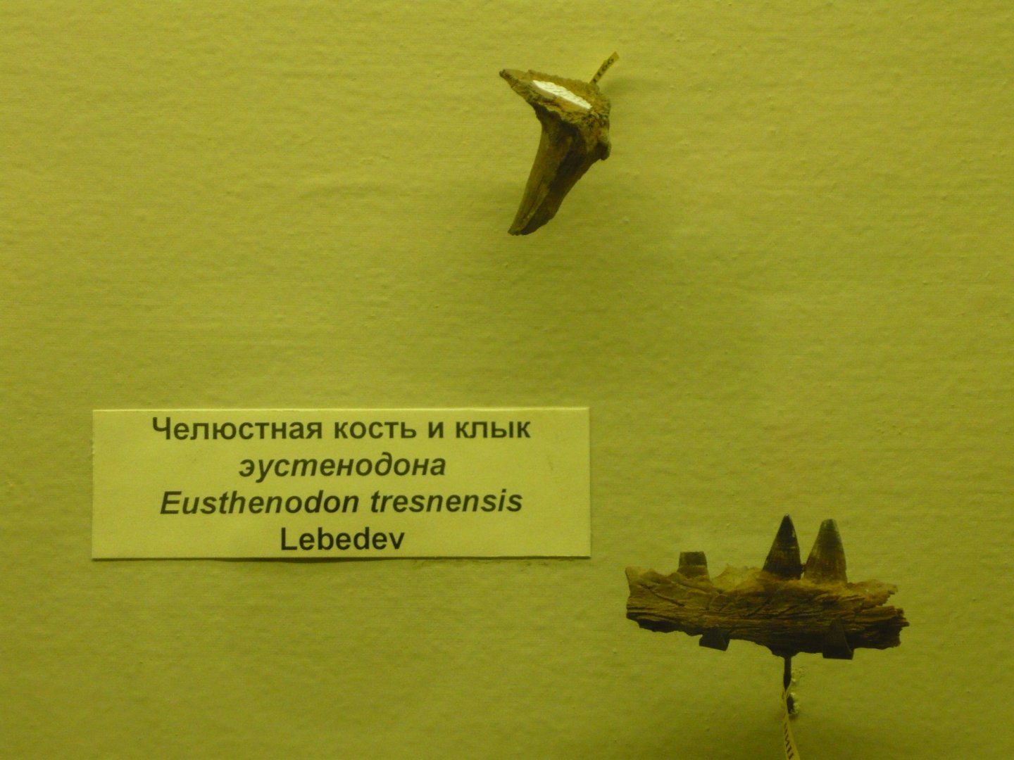 Eusthenodon tresnensis jaw fragment and fang