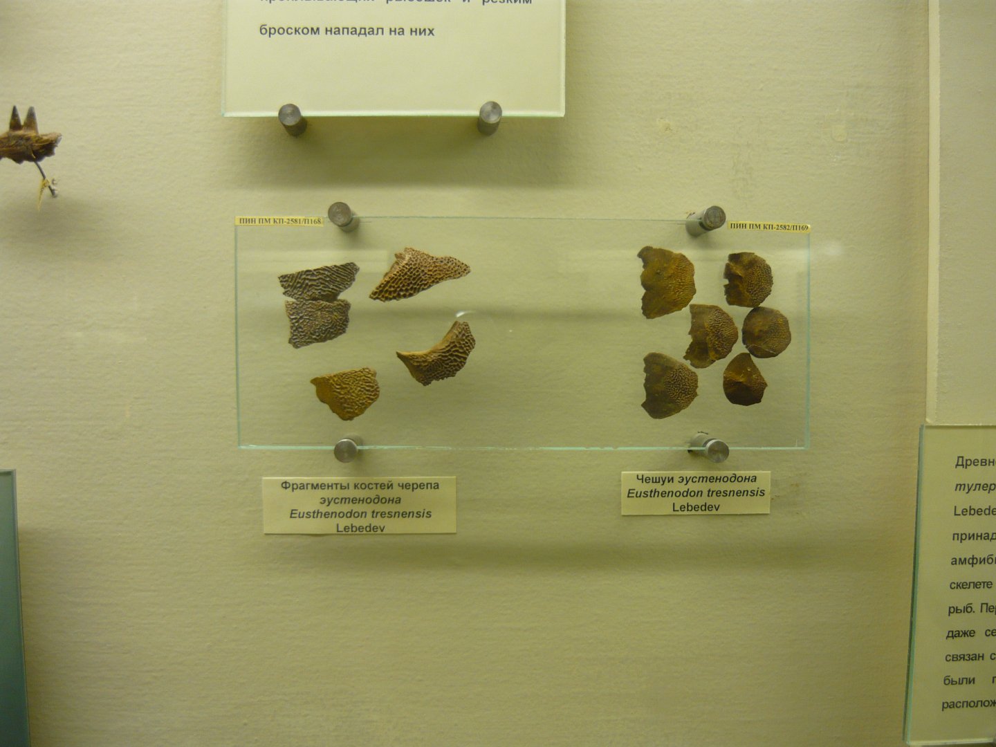 Eusthenodon tresnensis skull fragments and scales