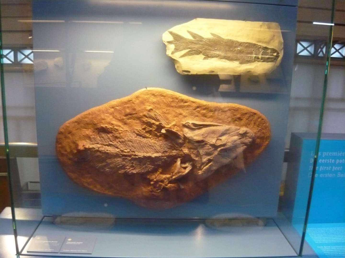Eusthenopteron foordi and Tiktaalik roseae