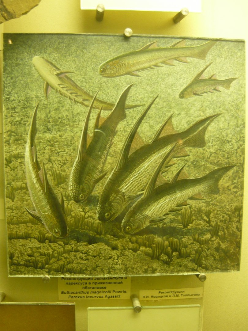 Euthacanthus magnicolli and Parexus incurvus reconstruction