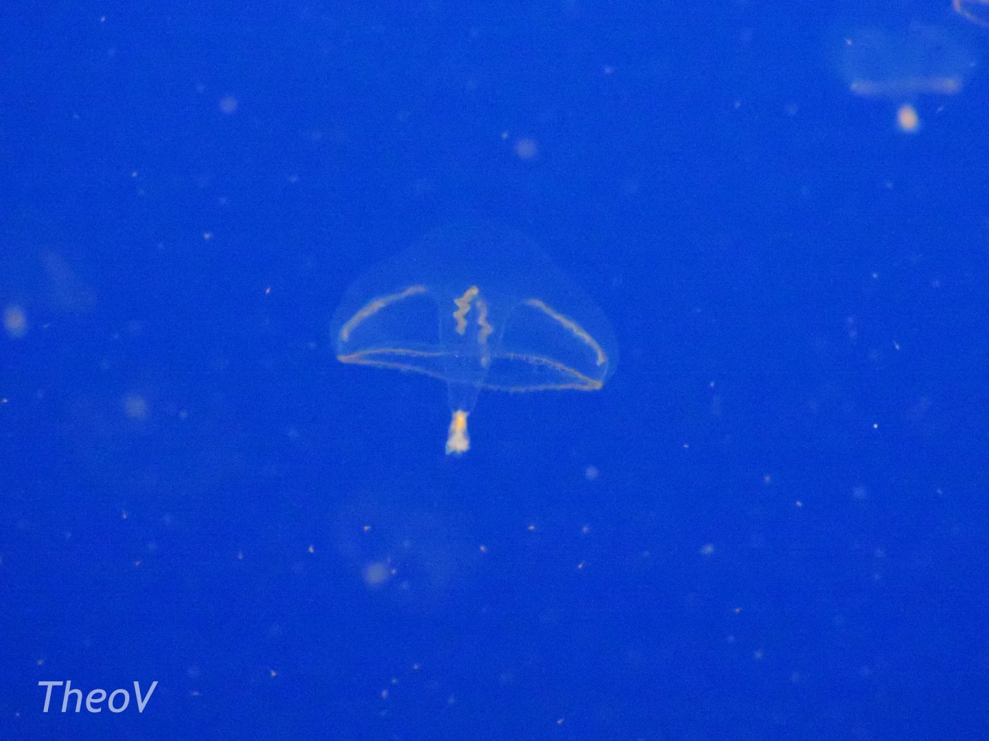 Eutonina indicans [2015]