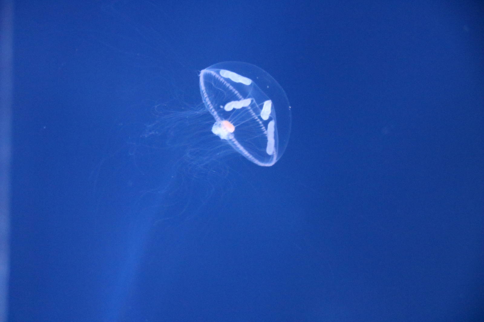 Eutonina indicans - Sumida Aquarium, February 2016
