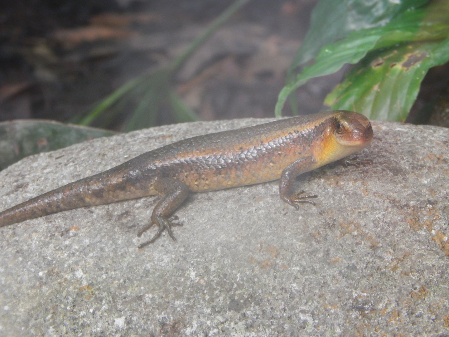 Eutropis multifasciata