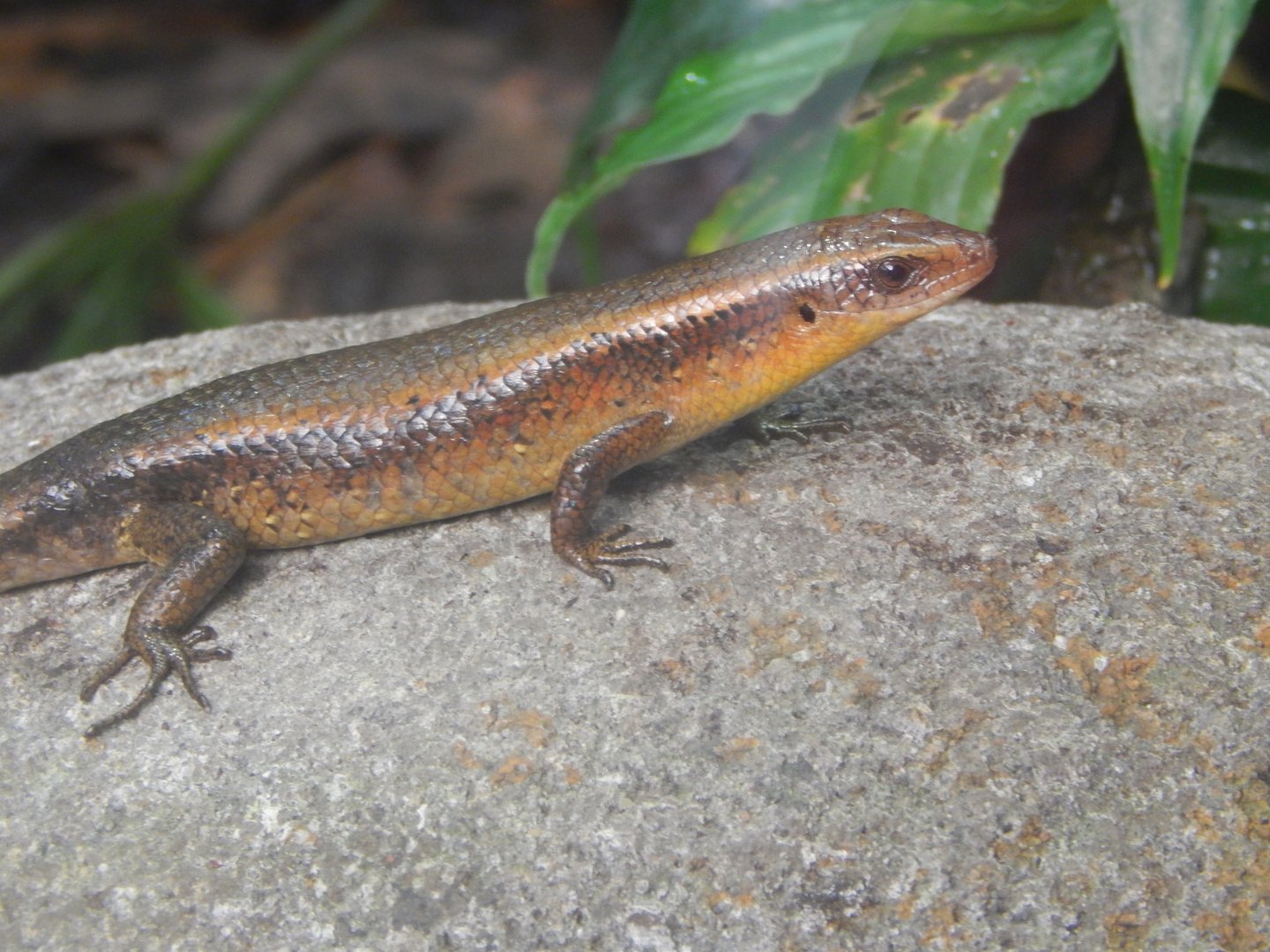 Eutropis multifasciata