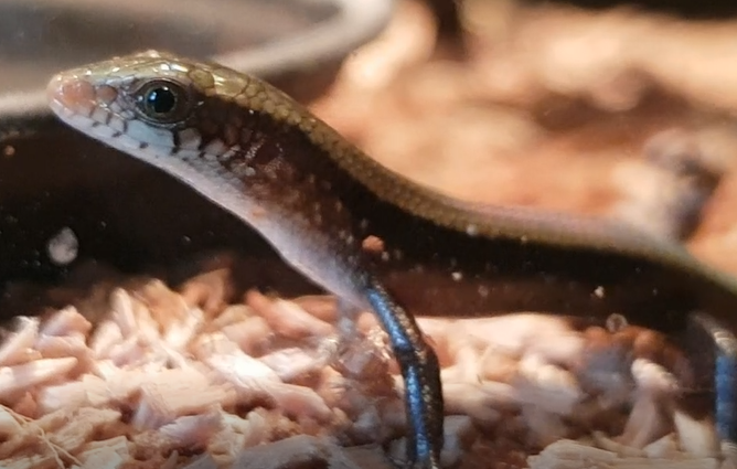 Eutropis multifasciata