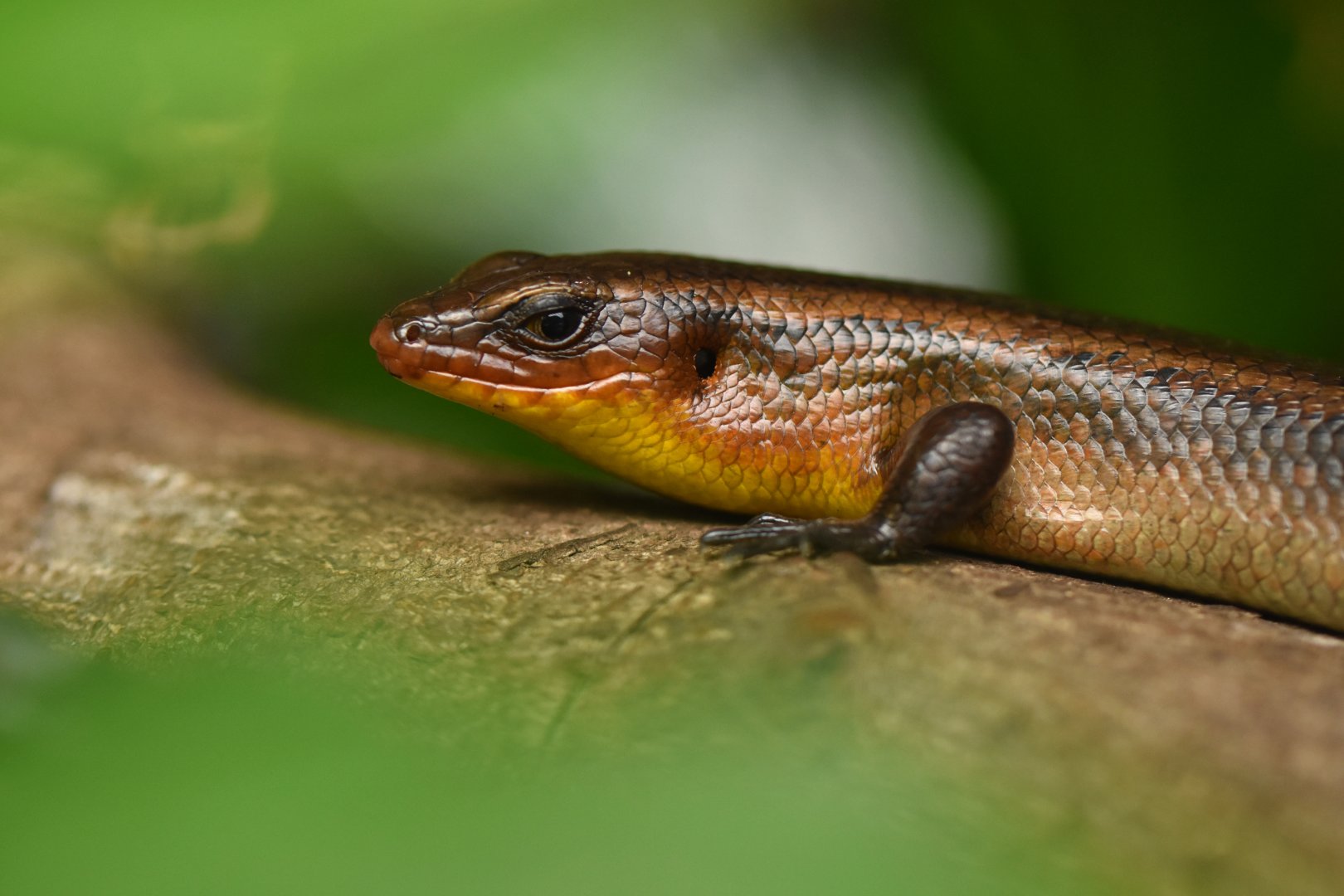 Eutropis multifasciata