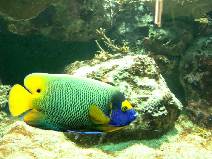 Euxiphipops xanthornetopon